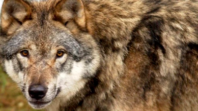 Valais: 16 loups abattus en moins de deux mois et demi