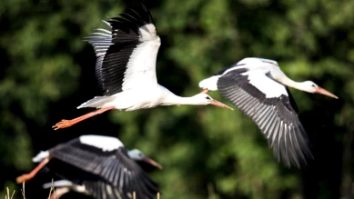 Environ 400 cigognes mortes près de Madrid, grippe aviaire suspectée