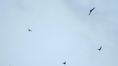 366 sites lausannois abritent martinets, hirondelles et chauves-souris