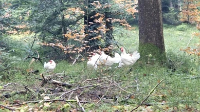 Schüpfen (BE) : poules retrouvées dans une forêt, mystère et enquête