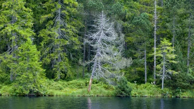 Bâle-Ville verse 165'000 pour revitaliser la tourbière de La Gruère