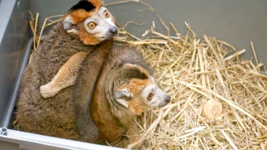 Deux lémurs couronnés arrivent au zoo de Servion, uniques en Suisse