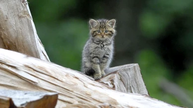 Chatons sylvestres recueillis par erreur et relâchés à Genève