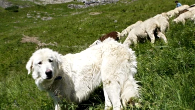 Budget 2026 Valais: financement reconduit pour chiens de protection