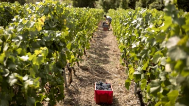 Vitiviculture valaisanne : soutien d'urgence et crédit de 10,6 M