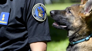 Romainmôtier: chien policier remonte une piste de 10 km jusqu'à Moiry