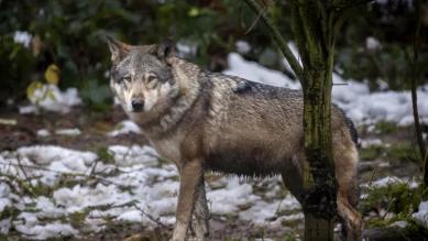 Autorisation fédérale: Vaud veut abattre 3 louveteaux de Jougne‑Suchet
