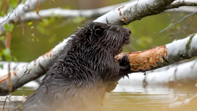 Sites palafittiques du lac d'Inkwil (UNESCO) protégés des castors
