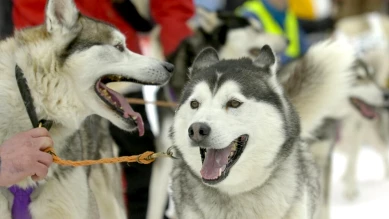 53e édition verte: succès des chiens de traîneaux à Saignelégier