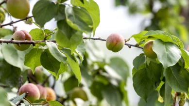 Résidus de pesticides sur fruits en 2024 : abricots et fraises touchés