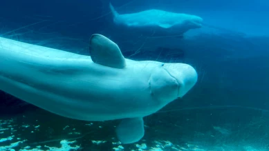 Accord conditionnel d'Ottawa pour transférer les bélugas de Marineland