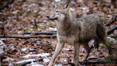 Valais: baisse des attaques de loups — 318 animaux tués en 2025
