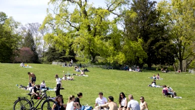 Genève : dix arbres emblématiques abattus, remplacés et 350 replantés