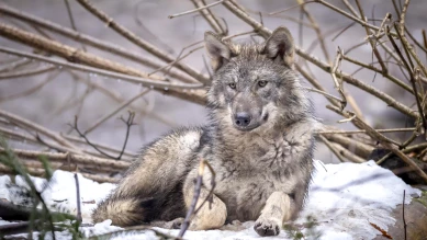 Musée de Bagnes : exposition sur le loup et nos représentations