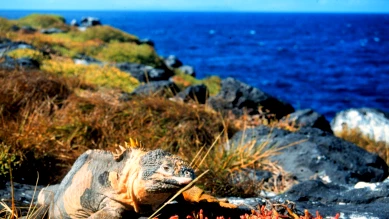 Équateur : le parlement autorise l'exploitation minière aux Galapagos