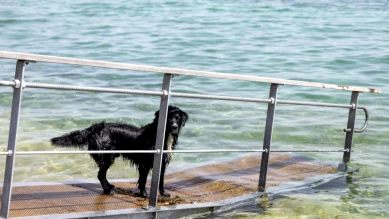 Cyanobactéries dans les lacs de Vaud : conseils de prudence pour la baignade et la sécurité