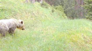 Ours attaque moutons en Basse-Engadine malgré chiens de garde