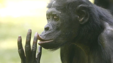 Le rire des bonobos favorise l'optimisme et l'empathie