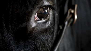 Taureau dangereux en liberté à Montalchez : alerte sécurité