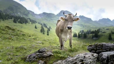 Vacances des Conseillers Fédéraux : Été Suisse et Activités Études