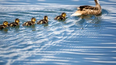 Le stress du leadership chez les animaux et ses effets cardiaques