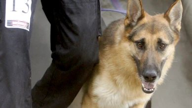 Deux Voleurs Arrêtés à Schmitten grâce aux Chiens Policiers