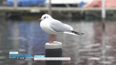 La grippe aviaire détectée dans le canton
