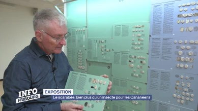 Voir 700 scarabées
