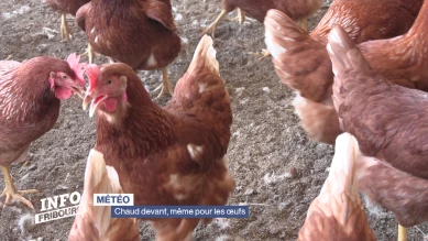 Chaud devant, même pour les œufs