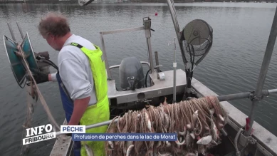 Profusion de perches dans le lac de Morat