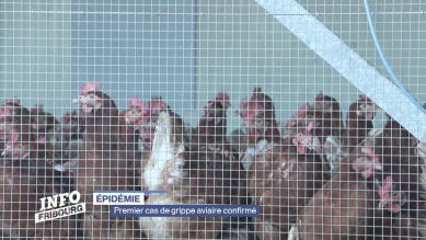 Premier cas de grippe aviaire confirmé