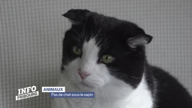 Pas de chat sous le sapin