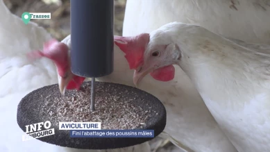 Fini l'abattage des poussins mâles après l'éclosion
