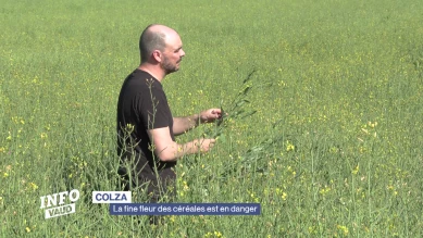 Colza, la fine fleur des céréales est en danger