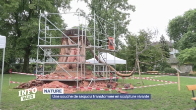 Une souche de séquoia transformée en sculpture vivante