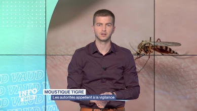 Moustique tigre : les autorités appellent à la vigilance