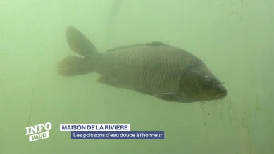 Les poissons d'eau douce à l'honneur