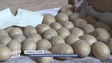 Les pommes de terre souffrent de la sécheresse