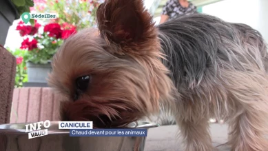 Chaud devant pour les animaux