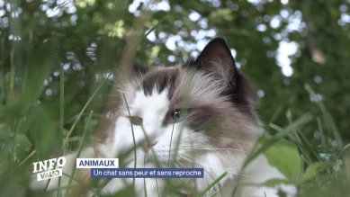 Un chat sans peur et sans reproche