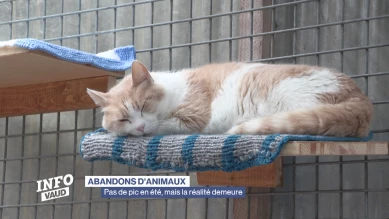 Pas de pic d'abandon d'animaux, mais la réalité demeure