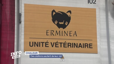 Des oisillons sautent de leur nid
