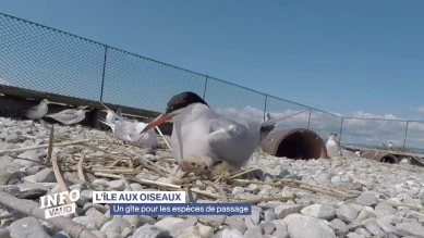 L'île aux oiseaux: un gîte pour les espèces de passage