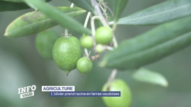 L'olivier prend racine en terres vaudoises