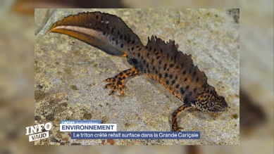 Le triton crêté refait surface dans la Grande Cariçaie