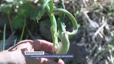 Biodiversité - Une plateforme pour échanger ses graines