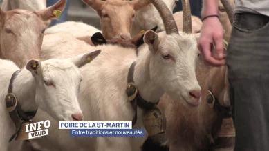 Foire de la St-Martin: entre traditions et nouveautés