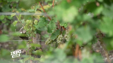 Le Canton débloque 17 millions pour aider les vignerons