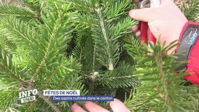 Des sapins de Noël cultivés dans le canton