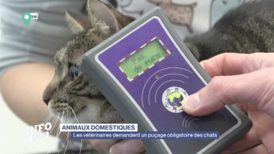 Les vétérinaires demandent un puçage obligatoire des chats